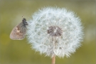 Kleines Wiesenvögelchen 03 (Coenonympha pamphilus)