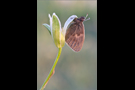 Kleines Wiesenvögelchen 04 (Coenonympha pamphilus)