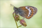 Alpenwiesenvögelchen 01 (Coenonympha gardetta)