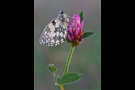 Schachbrett 04 (Melanargia galathea)