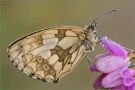 Schachbrett 05 (Melanargia galathea)