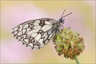 Schachbrett 06 (Melanargia galathea)