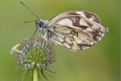 Schachbrett 13 (Melanargia galathea)