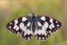 Schachbrett 07 (Melanargia galathea)