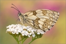 Schachbrett 08 (Melanargia galathea)