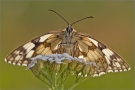 Schachbrett 14 (Melanargia galathea)