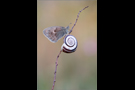 Kleines Wiesenvögelchen 02 (Coenonympha pamphilus)