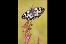 Schachbrett 09 (Melanargia galathea)