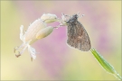 Kleines Wiesenvögelchen 01 (Coenonympha pamphilus)