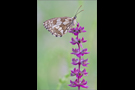 Schachbrett 10 (Melanargia galathea)