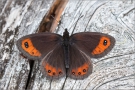 Marmorierter Mohrenfalter (Erebia montana) 02