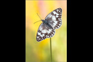 Balkan Schachbrett (Melanargia larissa) 02