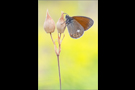 Rotbraunes Wiesenvögelchen (Coenonympha glycerion) 02