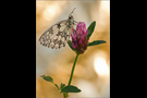 Schachbrett 12 (Melanargia galathea)