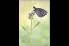 Schweizer Schillernder Mohrenfalter (Erebia tyndarus) 01