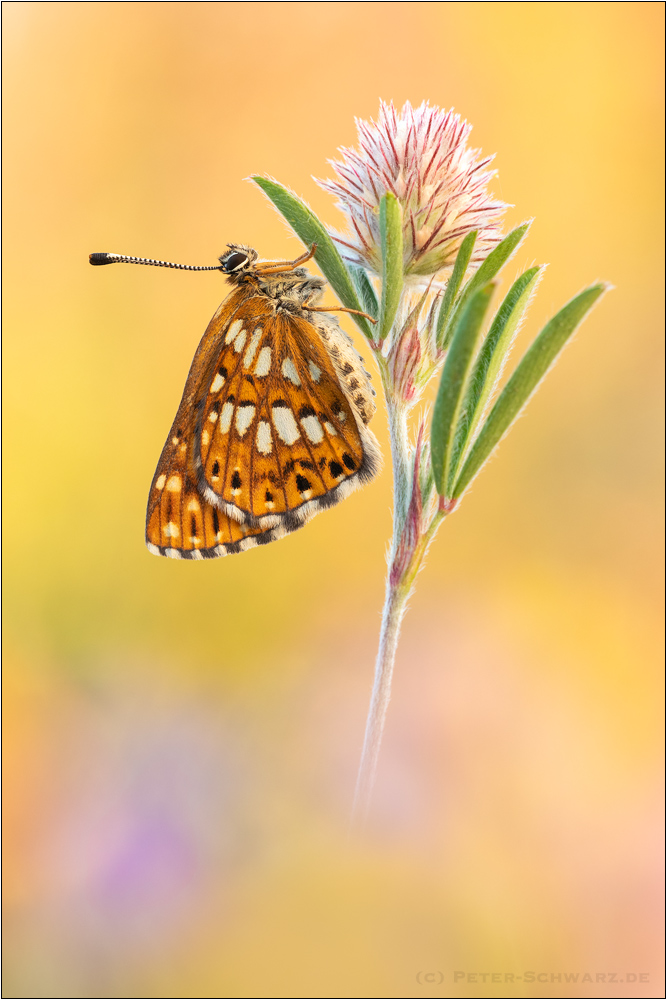 Schlüsselversteck Eichel – Flowers by Schouten