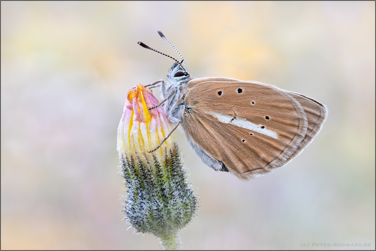 Silbergrüner Bläuling (Polyommatus Peter Chalkhill Blue Schwarz coridon) –