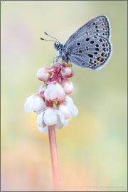 Hochmoor-Bläuling (Plebejus optilete) 04