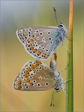 Hauhechel-Bläuling Paarung 01 (Polyommatus icarus)
