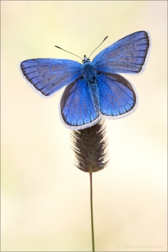 Wundklee-Bläuling 03 (Polyommatus dorylas)