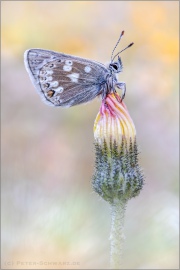 Dunkler Alpenbläuling (Agriades glandon) 05