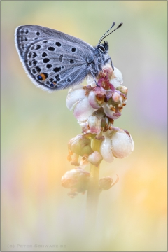 Hochmoor-Bläuling (Agriades optilete) 03