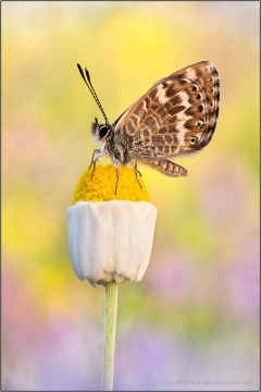 Kanarischer Bläuling (Cyclyrius webbianus) 19