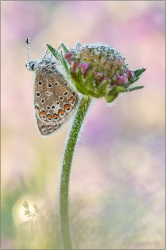 Hauhechel-Bläuling (Polyommatus icarus) 23
