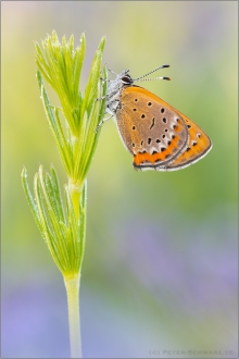 Blauschillernder Feuerfalter 04 (Lycaena helle)