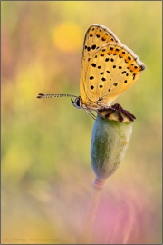 Brauner Feuerfalter (Lycaena tityrus) 14
