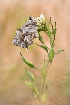 Pelargonien-Bläuling (Cacyreus marshalli) 03