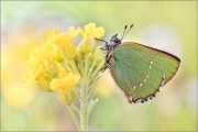 Grüner Zipfelfalter (Callophrys rubi) 10