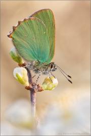 Grüner Zipfelfalter (Callophrys rubi) 14
