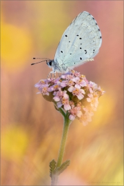 Faulbaumbläuling (Celastrina argiolus) 02