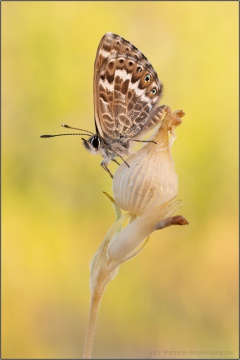 Kanarischer Bläuling (Cyclyrius webbianus) 16