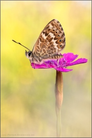 Kanarischer Bläuling (Cyclyrius webbianus) 17