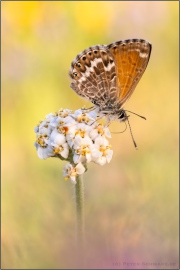 Kanarischer Bläuling (Cyclyrius webbianus) 18