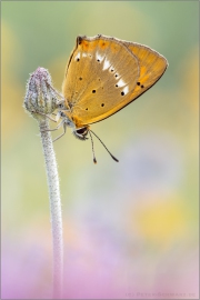 Dukatenfalter (Lycaena virgaureae) 08