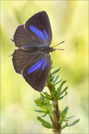 Blauer Eichenzipfelfalter (Favonius quercus) 10