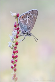Storchschnabel-Bläuling (Eumedonia eumedon) 03