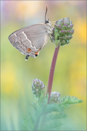 Blauer Eichenzipfelfalter (Favonius quercus) 09