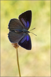 Blauer Eichenzipfelfalter (Favonius quercus) 14