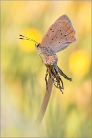 Kleiner Feuerfalter 08 (Lycaena phlaeas)