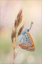 Großer Feuerfalter (Lycaena dispar) 11