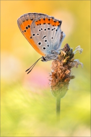 Großer Feuerfalter (Lycaena dispar) 10