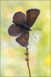 Lilagold-Feuerfalter (Lycaena hippothoe) 20