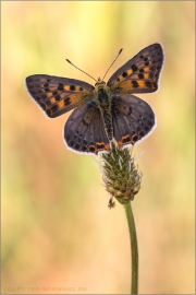 Blau-Brauner Feuerfalter (Lycaena bleusei) 01