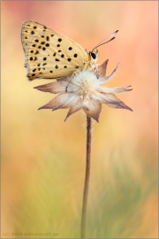 Blau-Brauner Feuerfalter (Lycaena bleusei) 03