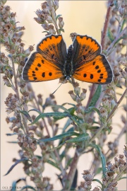 Großer Feuerfalter (Lycaena dispar) 06