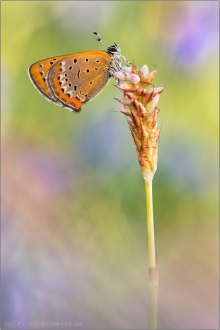 Blauschillernder Feuerfalter 03 (Lycaena helle)